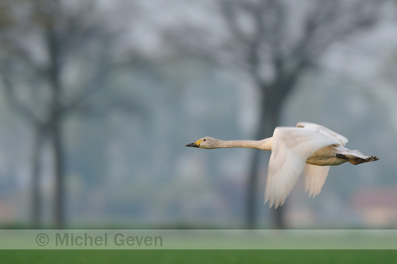 Kleine Zwaan; Bewick's Swan; Cygnus bewickii; Zwergschwan