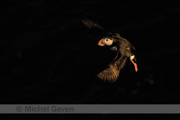 Papegaaiduiker; Puffin; Fratercula arctica;