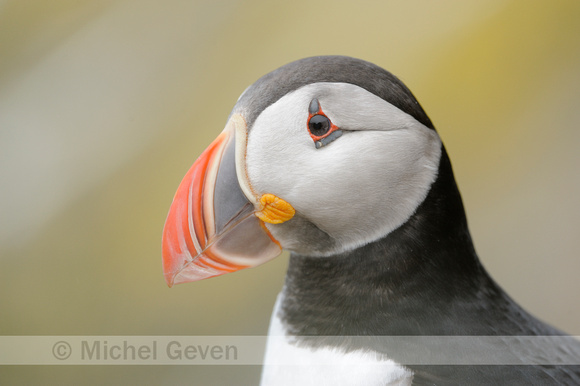 Papegaaiduiker; Puffin; Fratercula arctica;