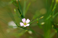 Gipskruid; Low Baby's breath; Gypsophila muralis;