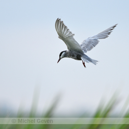 Witwangstern; Whiskered tern; Childonias hybrida