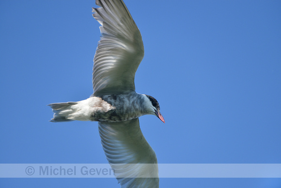 Witwangstern; Whiskered tern; Childonias hybrida