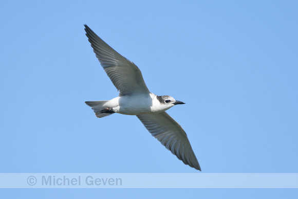 Witwangstern; Whiskered tern; Childonias hybrida