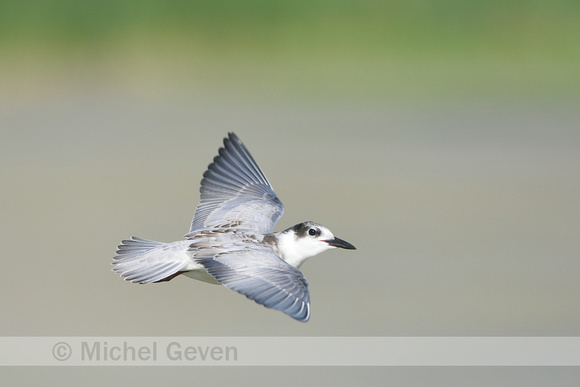 Witwangstern; Whiskered tern; Childonias hybrida