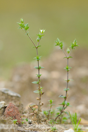 Zandmuur;Thyme-leaved sandwort;Arenaria serpyllifolia