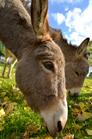 Ezel; Donkey; Equus africanus asinus
