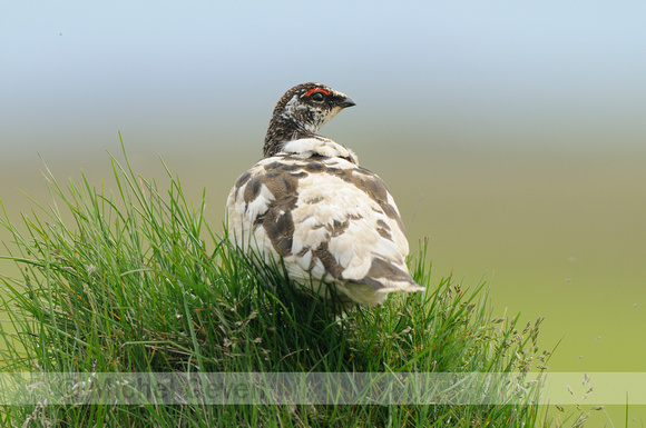 Alpensneeuwhoen; Ptarmigan; Laopus mutus