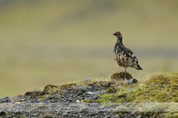 Alpensneeuwhoen; Ptarmigan; Laopus mutus