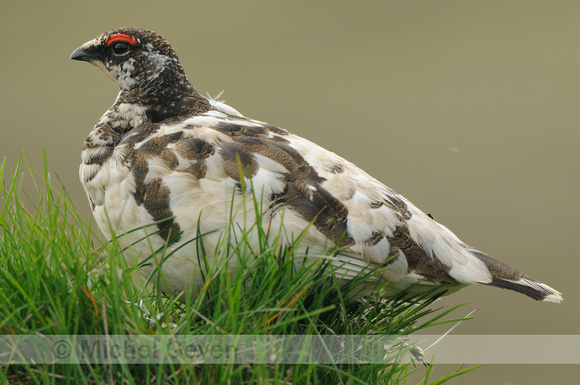 Alpensneeuwhoen; Ptarmigan; Laopus mutus