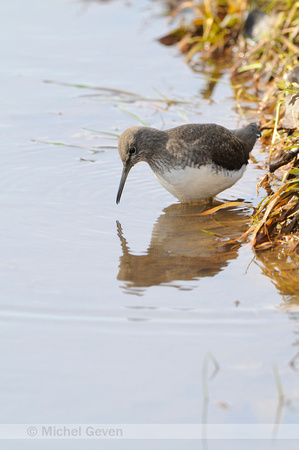 Witgatje; Green Sandpiper; Tringa ochropus