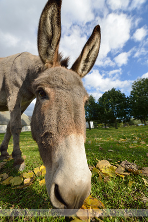 Ezel; Donkey; Equus africanus asinus