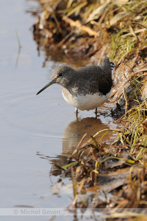 Witgatje; Green Sandpiper; Tringa ochropus