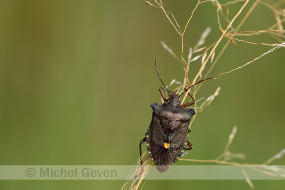 Roodpootschildwants; Red-legged Shieldbug; Pentatoma rufipes