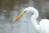 Grote Zilverreiger - Great White Egret - Egretta alba