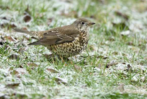 Grote lijster; Miste Thrush; Turdus viscivorus