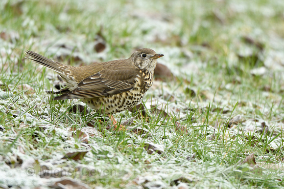 Grote lijster; Miste Thrush; Turdus viscivorus