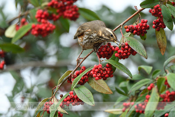 Koperwiek; Redwing; Turdus iliacus