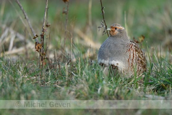 Patrijs; Grey Partridge; Perdix perdix