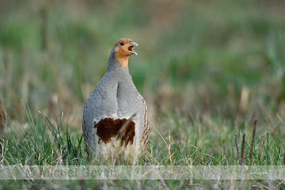 Patrijs; Grey Partridge; Perdix perdix