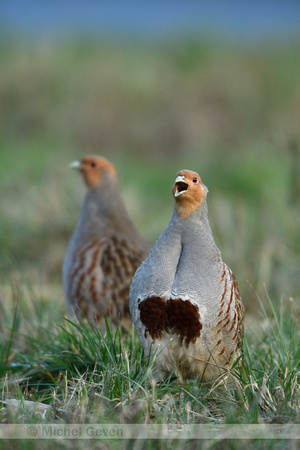 Patrijs; Grey Partridge; Perdix perdix