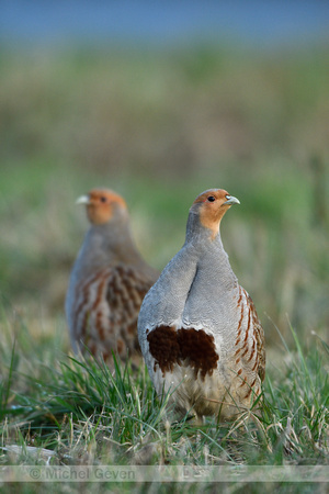 Patrijs; Grey Partridge; Perdix perdix