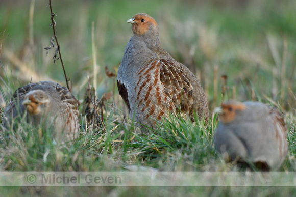 Patrijs; Grey Partridge; Perdix perdix