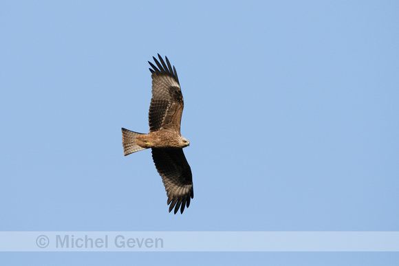 Zwarte Wouw; Black Kite; Milvus migrans