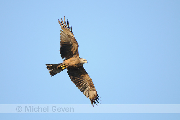 Milvus migrans; Black Kite; Zwarte Wouw