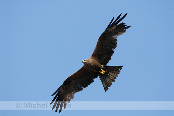 Zwarte Wouw; Black Kite; Milvus migrans