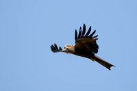 Zwarte Wouw; Black Kite; Milvus migrans