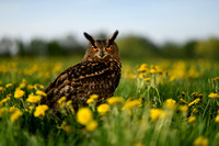 Oehoe; European Eagle Owl; Bubo bubo;