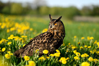 Oehoe; European Eagle Owl; Bubo bubo;