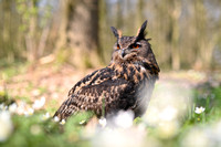Oehoe; European Eagle Owl; Bubo bubo