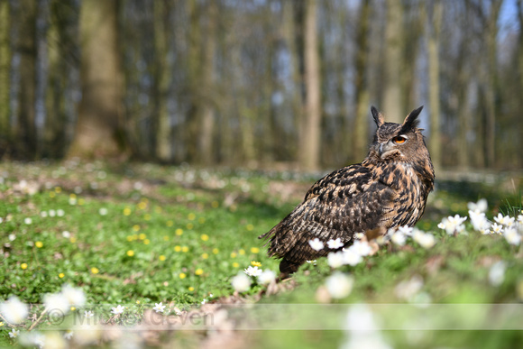 Oehoe; European Eagle Owl; Bubo bubo