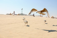 Zilvermeeuw op strand; Herring Gull at the beach