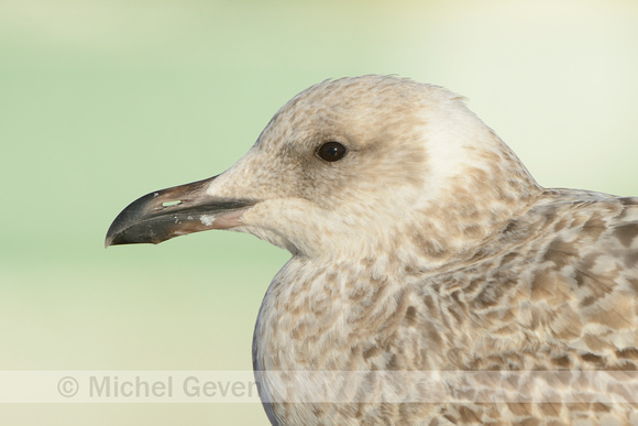 Zilvermeeuw; European Herring Gull; Laurs argentatus