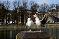 Zilvermeeuw; European Herring Gull; Larus argentatus