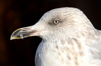 Zilvermeeuw; European Herring Gull; Laurs argentatus