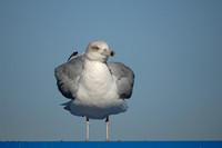 Zilvermeeuw; Herring Gull; Larus argentatus