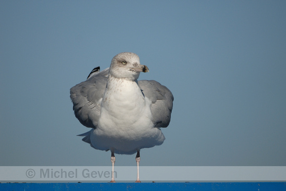 Zilvermeeuw; Herring Gull; Larus argentatus