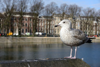 Zilvermeeuw; European Herring Gull; Larus argentatus