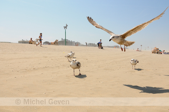 Zilvermeeuw op strand; Herring Gull at the beach