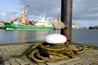 Zilvermeeuw; European Herring Gull; Laurs argentatus