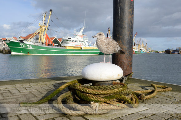 Zilvermeeuw; European Herring Gull; Laurs argentatus