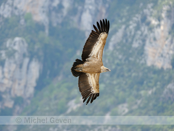 Vale Gier; Griffon Vulture; Gyps fulvus