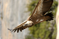 Vale Gier; Griffon Vulture; Gyps fulvus