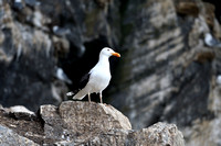 Grote Mantelmeeuw; Great black-backed gull