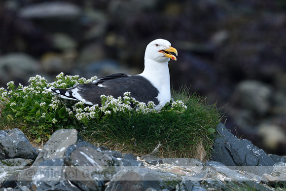 Grote Mantelmeeuw; Great black-backed gull