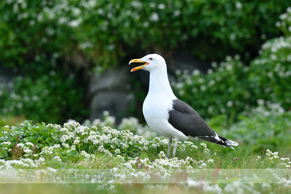 Grote Mantelmeeuw; Great black-backed gull