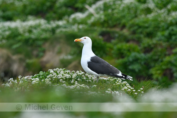 Grote Mantelmeeuw; Great black-backed gull